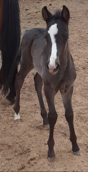 A 2019 foal from Box Hanging Three Ranch