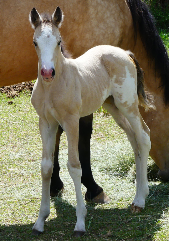 A 2019 foal from Box Hanging Three Ranch