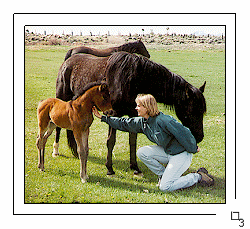 Imprinting a Tennessee Walker foal at mares side.